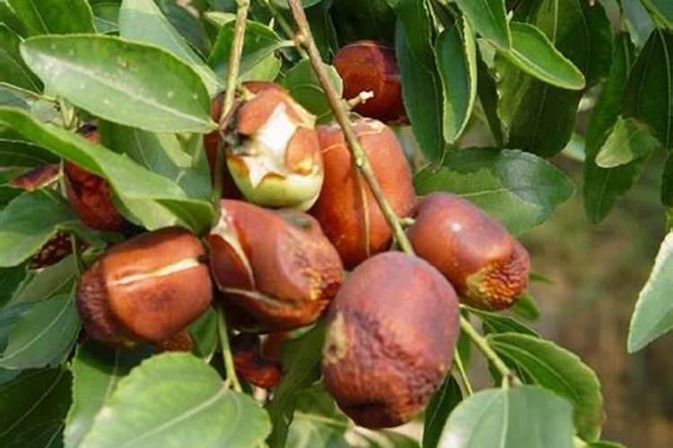 新疆骏枣坐果后需要喷施哪种叶面肥