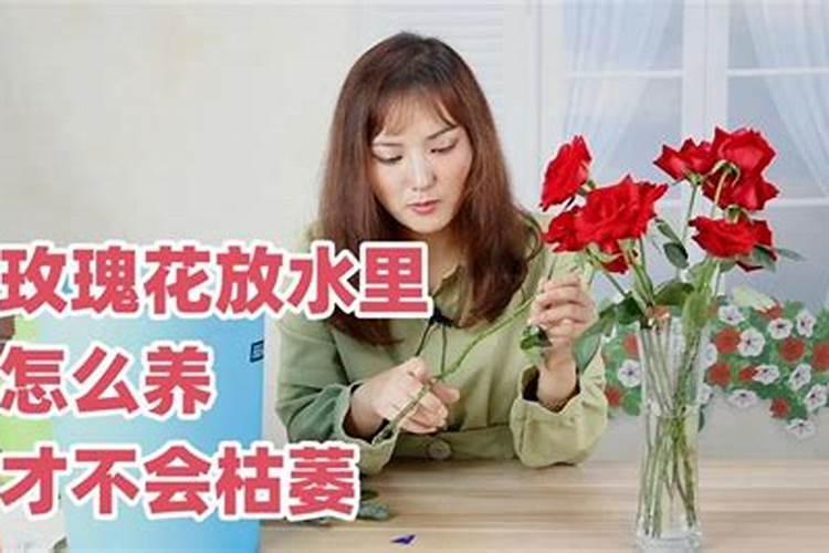 水培绿萝用什么肥料长得快