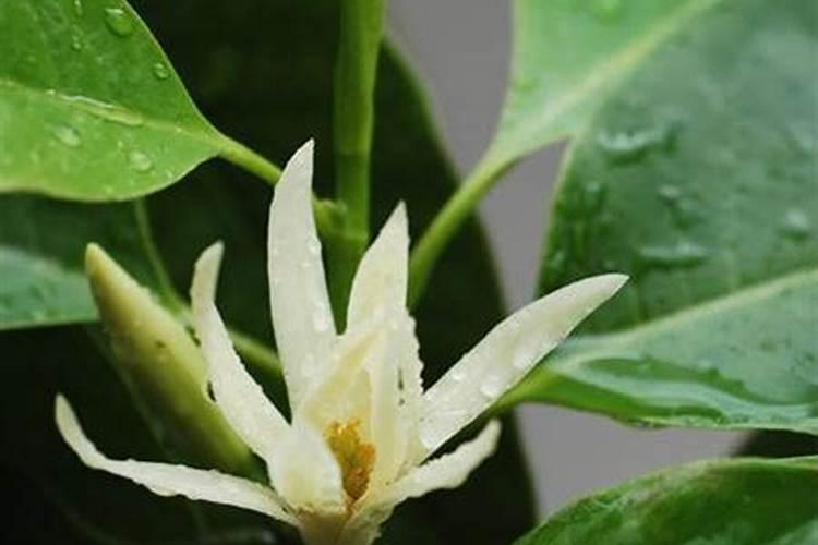 白兰花最佳施肥时间介绍 白兰花什么时候施肥