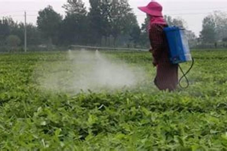 白菜叶面肥的使用方法 每隔7～10天浇一次