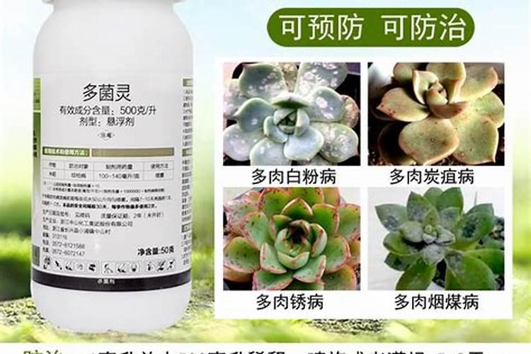 预防多肉长虫用什么药