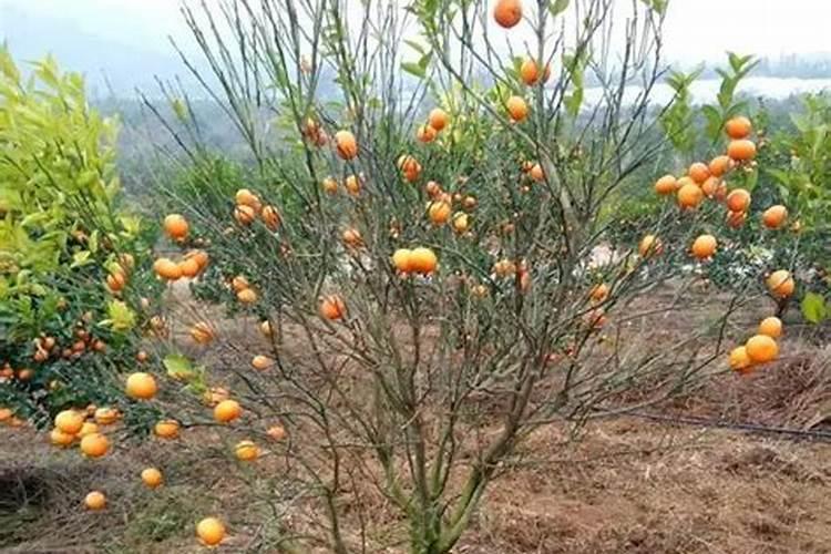 柑橘花芽分化用什么肥