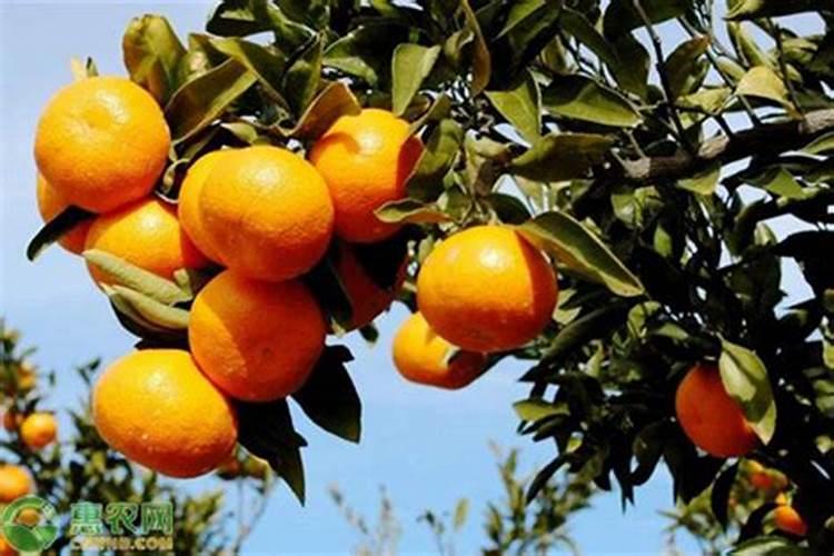 柑橘新叶喷什么肥可以快速老化？该注意些什么？