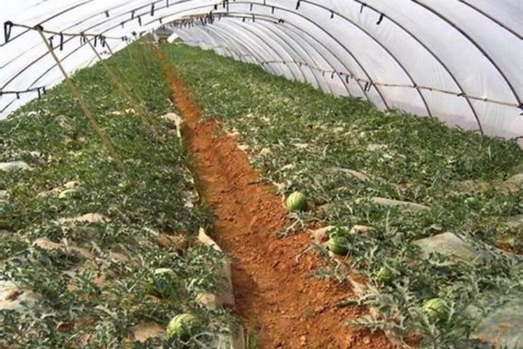 西瓜喜欢肥料吗？你喜欢用什么肥料？