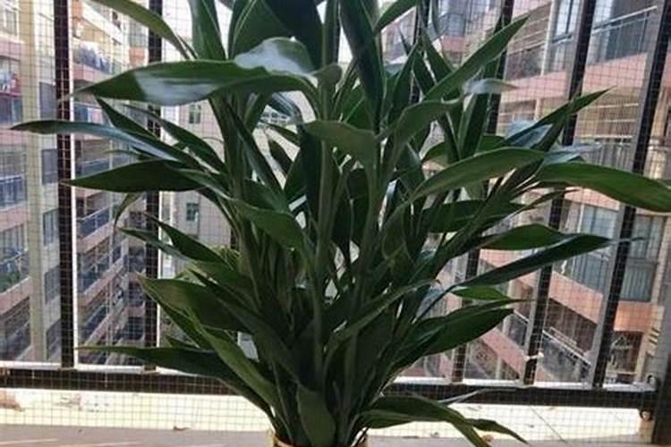 富贵竹施肥用什么肥料 富贵竹施肥用氮肥对吗