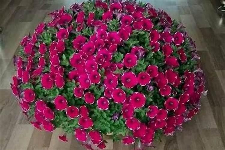 8月份苹果树如何促花施肥