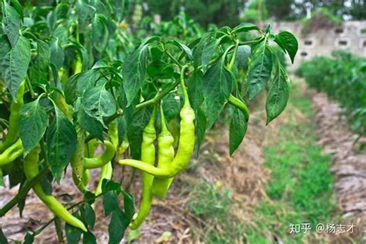 大棚种植辣椒能高产？科学用肥有讲究,用对了辣椒产量高效益好