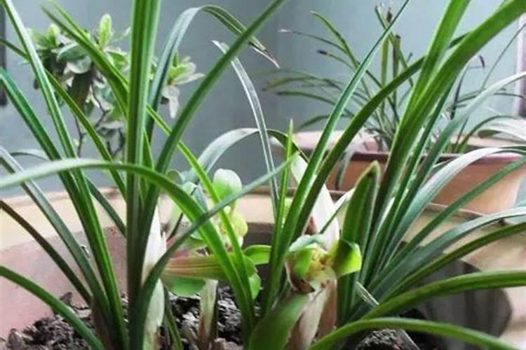 兰花什么季节施肥最好