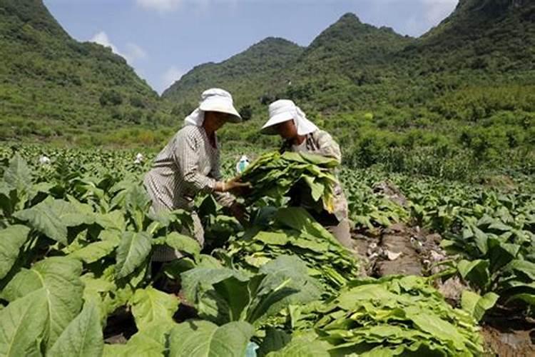 一亩烤烟用多少钾肥 什么时候施钾肥好