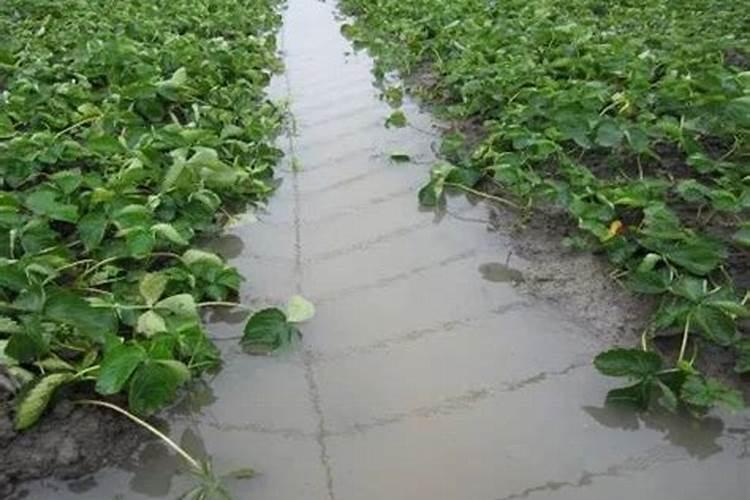 连翘怎么施肥,这么施肥能长高一节!