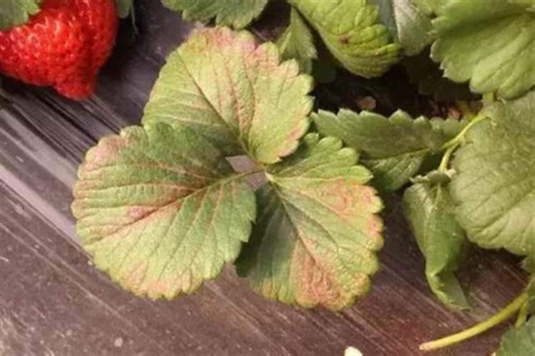 草莓高钾肥的使用方法 草莓高钾肥如何使用