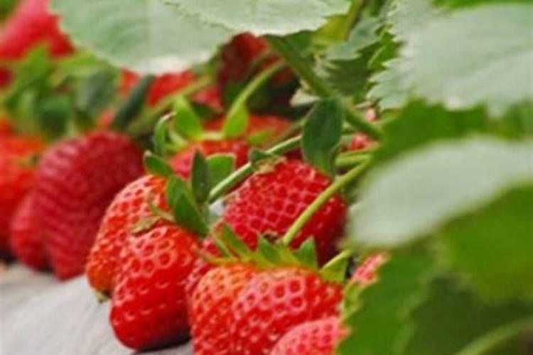 草莓挂果期施什么肥料好？草莓结果期追施用什么肥料？