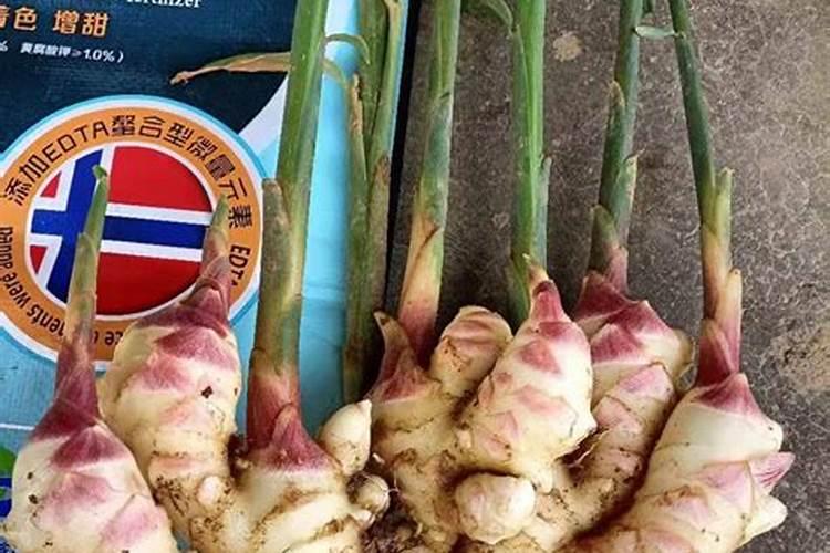 生姜种植用什么肥料好？