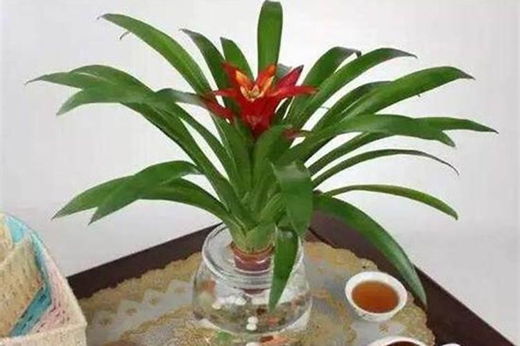 鸿运当头用什么肥料好,鸿运当头多久施一次肥