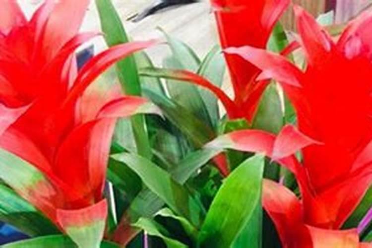 鸿运当头花如何养护