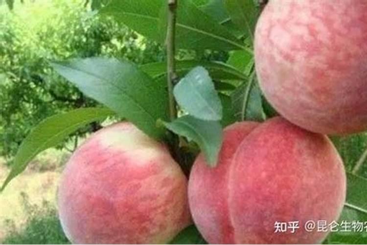 桃子膨大期喷什么上色增甜？