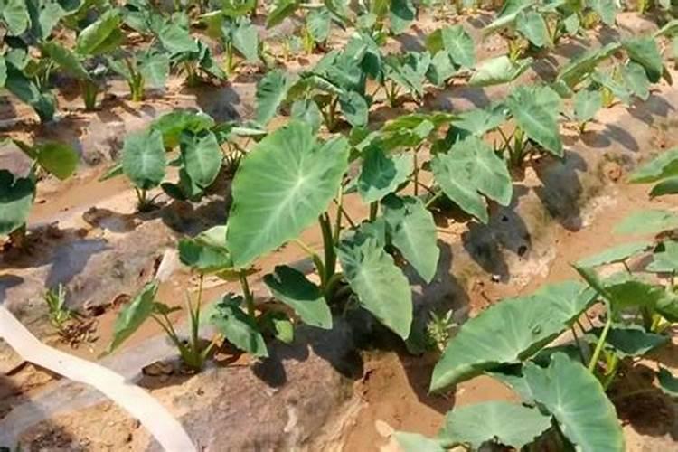 芋头用什么肥料最好