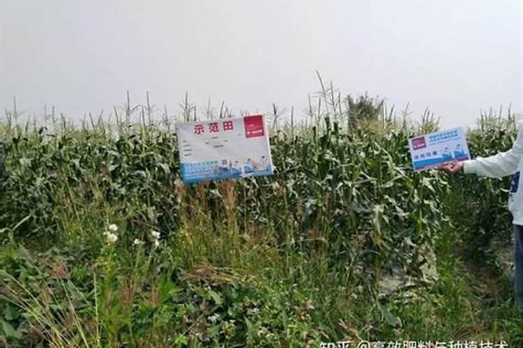 种植玉米一般施肥用什么化肥玉米施肥注意事项