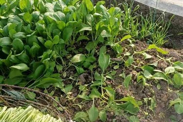 油菜施氯化钾好还是硫酸钾好？