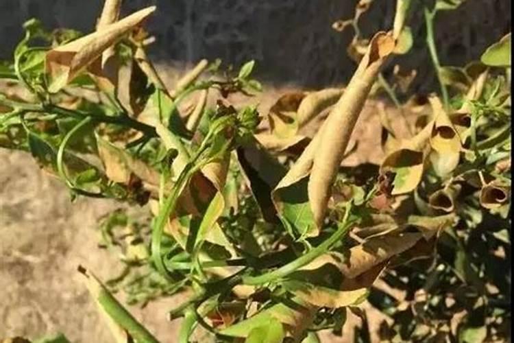 如何识别果树发生肥害的症状