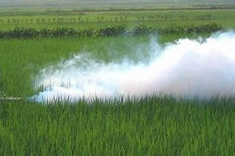 种植麒麟花需要用什么肥料