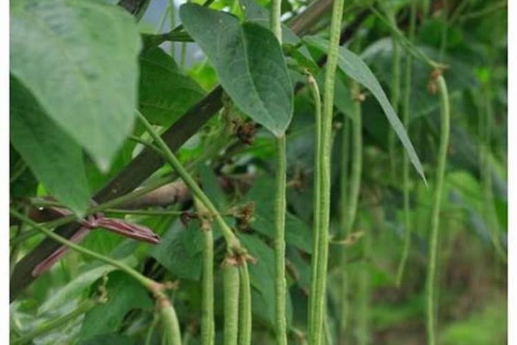 豆角第二茬翻花如何管理