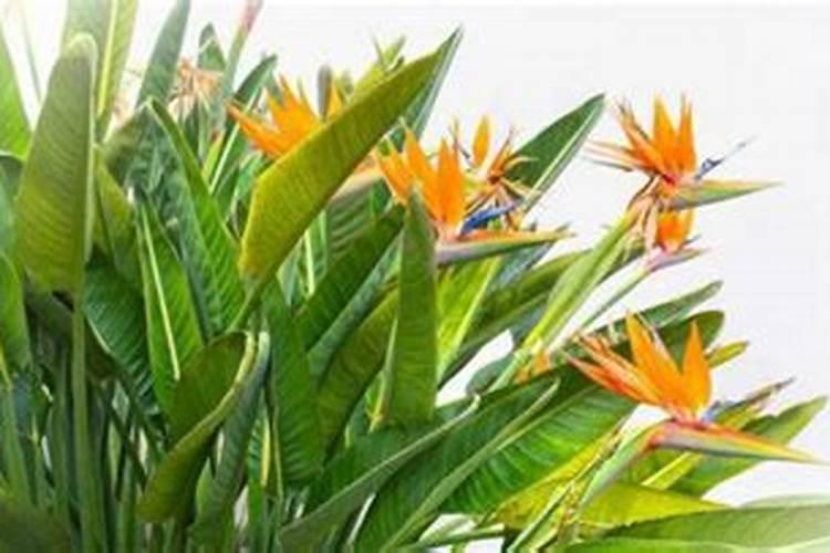 月季花几月份修剪比较好