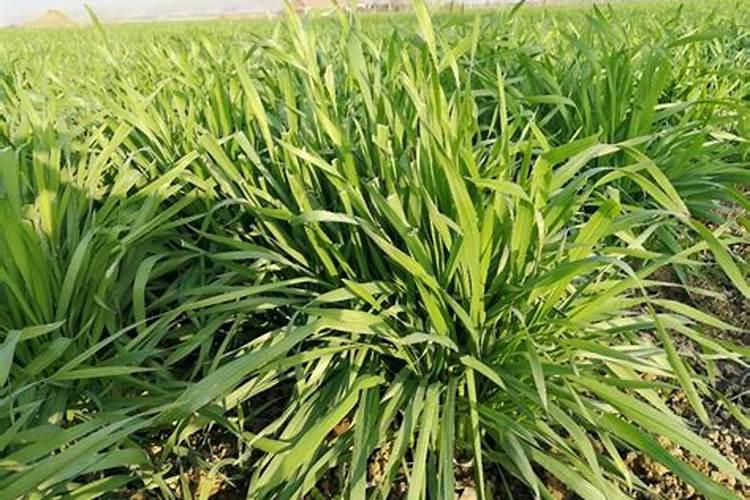 小麦缺硼的症状都有哪些？怎样才能快速缓解？