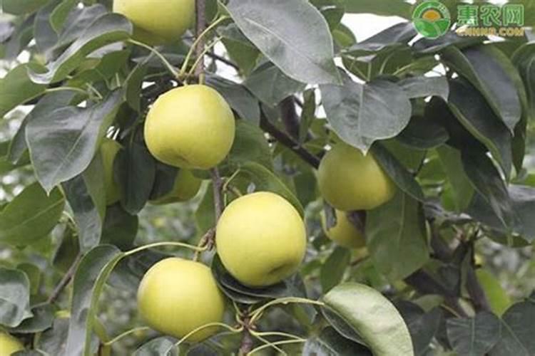 梨树用什么肥料最好