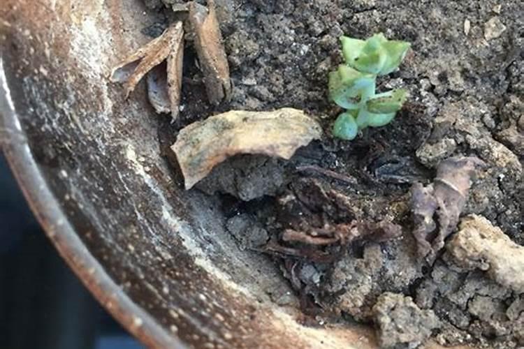 硫酸钾镁肥是什么性质