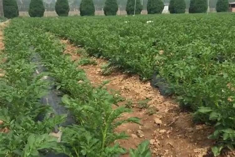 土豆施肥的最佳时期