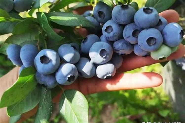 花盆中蓝莓施什么肥好