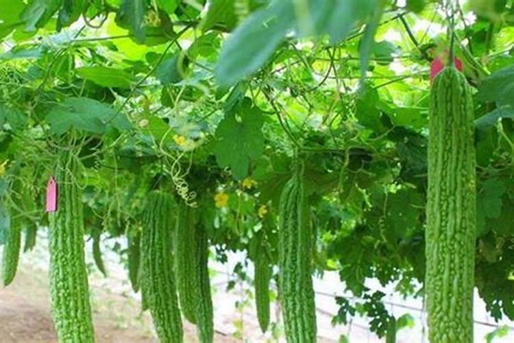 苦瓜打什药叶肥厚好