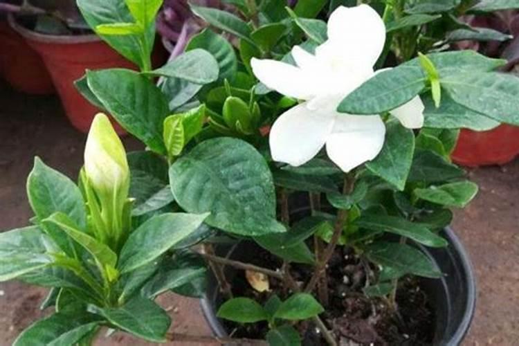 栀子花花苞时浇什么肥料(栀子花施什么肥才能长出花蕾)