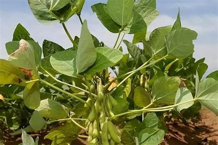 毛豆结荚期可以施肥吗