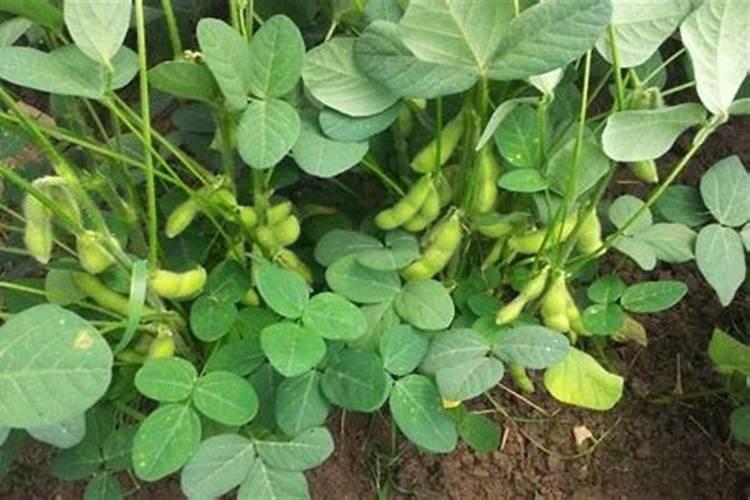 毛豆种植技术和管理方法