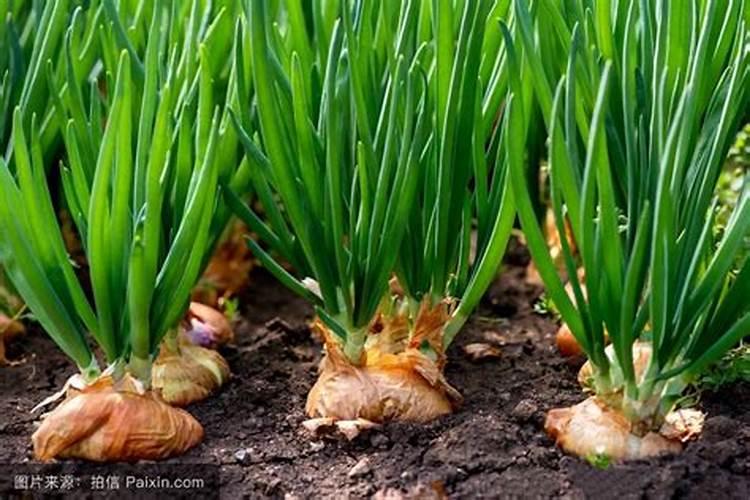 洋葱高产种植技术