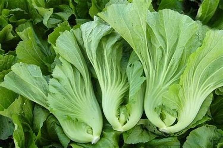 芥菜怎么了？用什么药好？