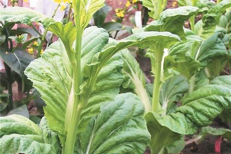 儿菜在六个叶子打什么药水