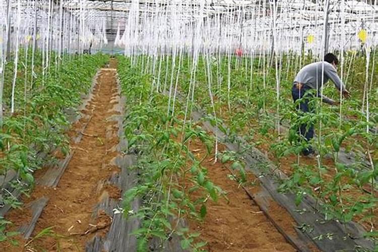 露地西红柿底肥怎么施肥？