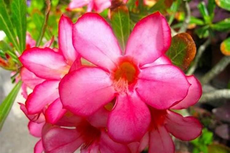 沙漠玫瑰花败后如何进行复壮