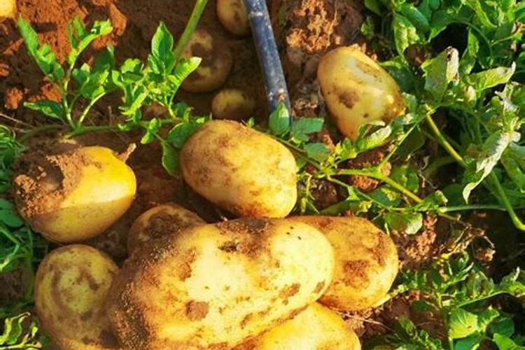 土豆喷施什么肥料好？土豆用什么叶面肥好？