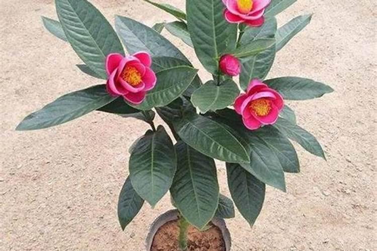 茶花施什么肥最好