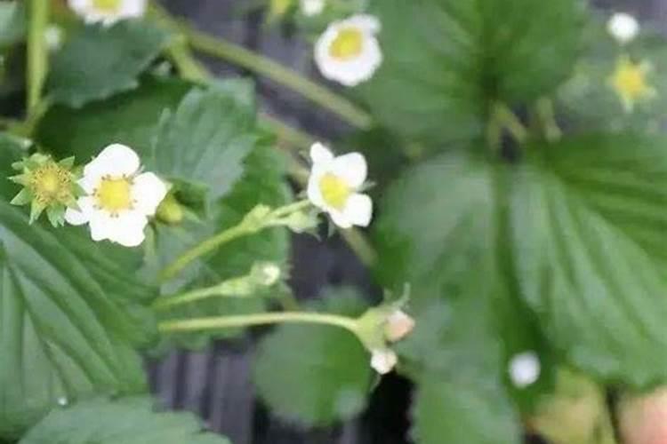 草莓开花坐果期需要冲什么肥