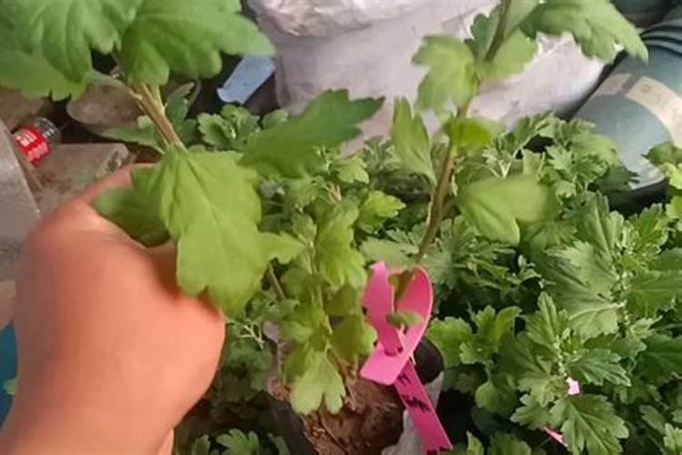 菊花种植如何进行田间管理