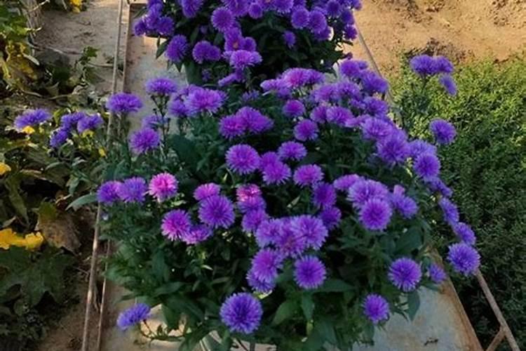 夏天菊花打顶过后能马上浇肥？