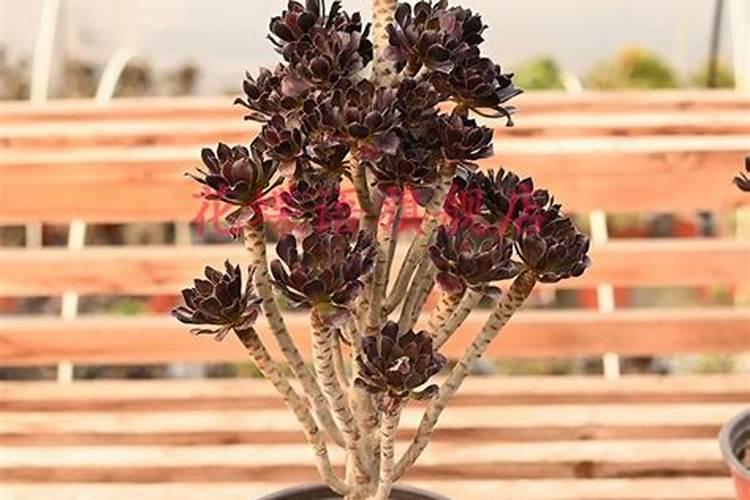 西红柿换茬种豆角可以不注意什么