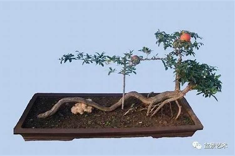 做肥料带写作文