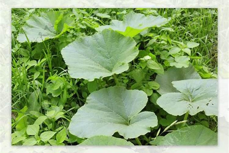 香瓜授粉药能兑叶面肥吗？