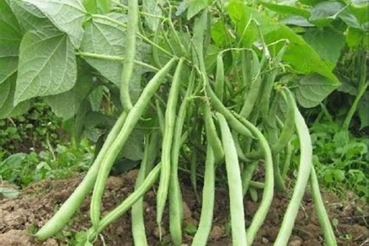 解药害用芸苔素快还是碧护快(芸苔素怎么喷解药害起效果)